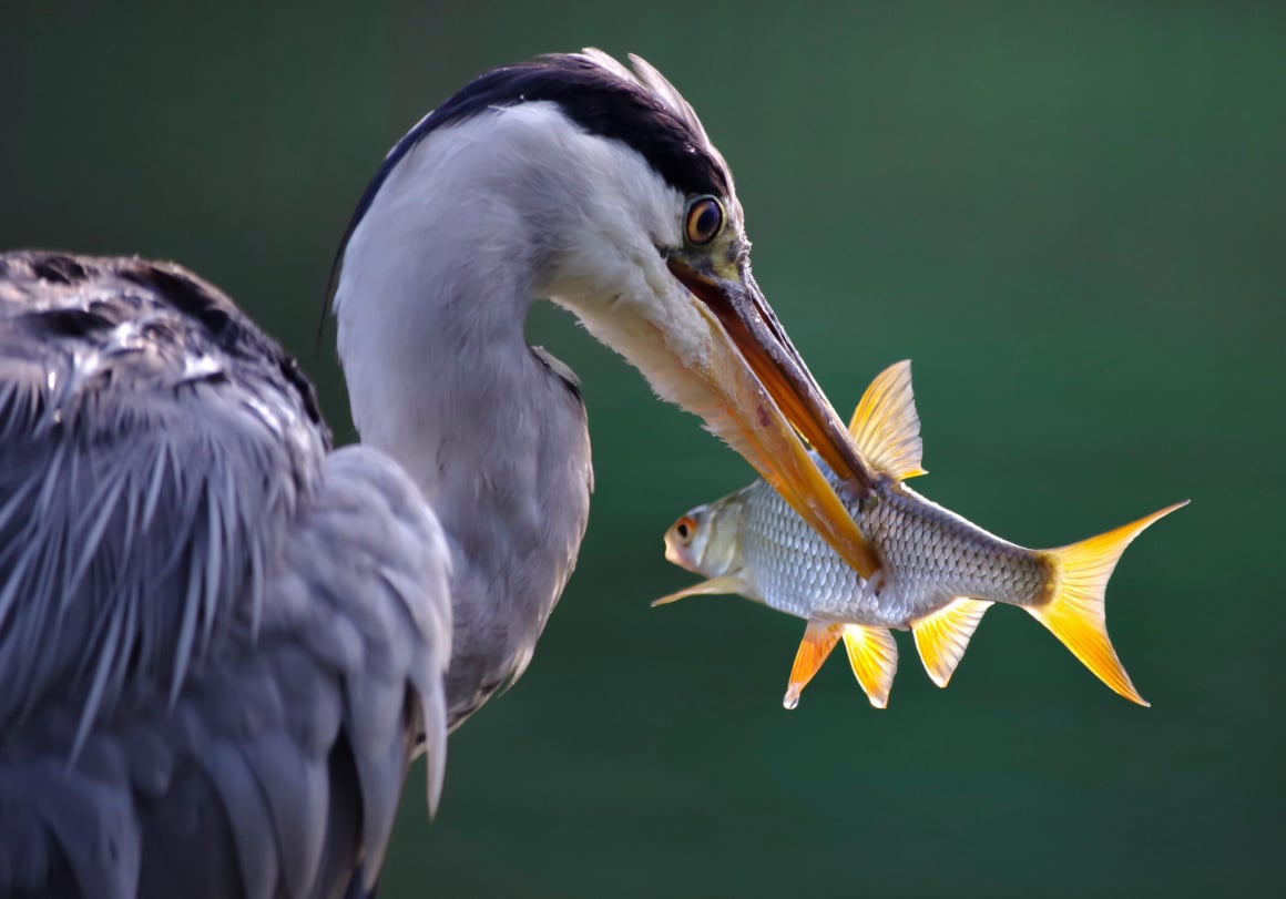 No dead fish!